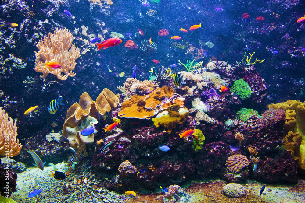 underwater scene with fish