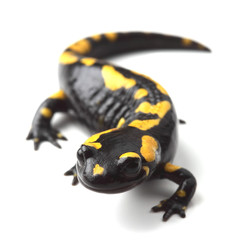 Poster - Fire salamander  (Salamandra salamandra) on white