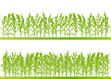 Corn Field Detailed Countryside Landscape Illustration Backgroun