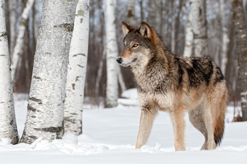 Wall Mural - grey wolf (canis lupus) stands towards left