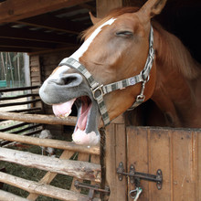 Brown Horse Laughing