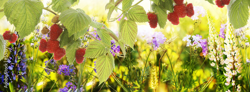 Nowoczesny obraz na płótnie Raspberry.Garden raspberries at Sunset.Soft Focus