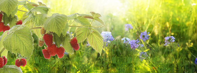 Wall Mural - Raspberry.Garden raspberries at Sunset.Soft Focus