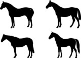 Fototapeta Konie - Horse symbols