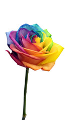 Fotomurales - Close up of rainbow rose flower