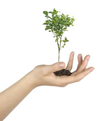 Wall Mural - tree in hands