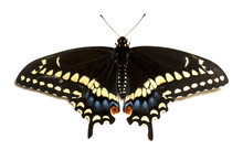 Female Eastern Black Swallowtail Butterfly (papilio Polyxenes).