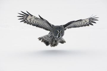 Fototapete - Great-grey owl, Strix nebulosa
