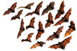 Colony of flying fox fruit bats in sky