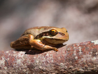 Poster - Litoria ewingii