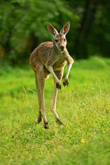 Wall Mural - kangaroo