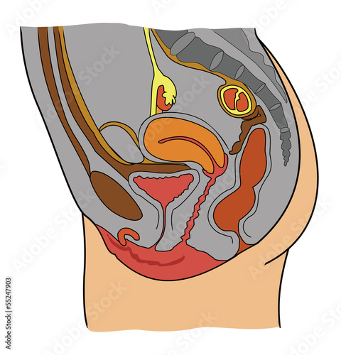 Naklejka na drzwi Anatomy of female reproductive system