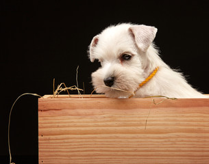 Poster - Miniature schnauzer puppy