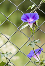 Morning Glory Growing Up A Wire Fence
