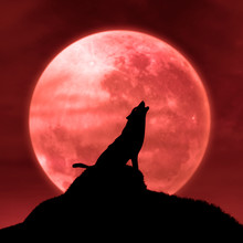 Wolf Howling At The Moon In The Midnight