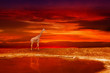 Giraffe on the bank of the lake during a sunset