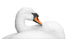 Portrait Of White Swan