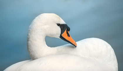 Wall Mural - portrait of white swan