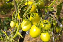 Fresh Tomato On Tree
