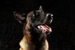 Pure breed malinois on black background