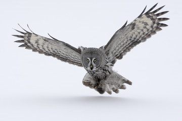 Wall Mural - Great-grey owl, Strix nebulosa