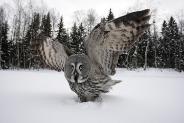 Wall Mural - Great-grey owl, Strix nebulosa