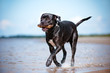 © otsphoto - happy cane corso dog on a beach