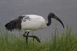 Sacred ibis wading shallow water