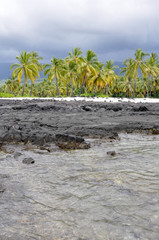 Palm trees at Pu'uhonua O Honaunau National Park (Hawaii)