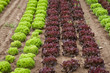 frischer grüner und roter salat blattsalat auf dem feld