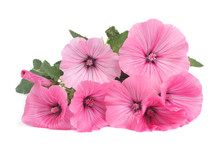 Lavatera Beautiful Pink Flowers Isolated On White Background