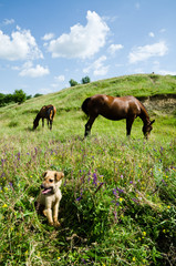 Little Shepherd