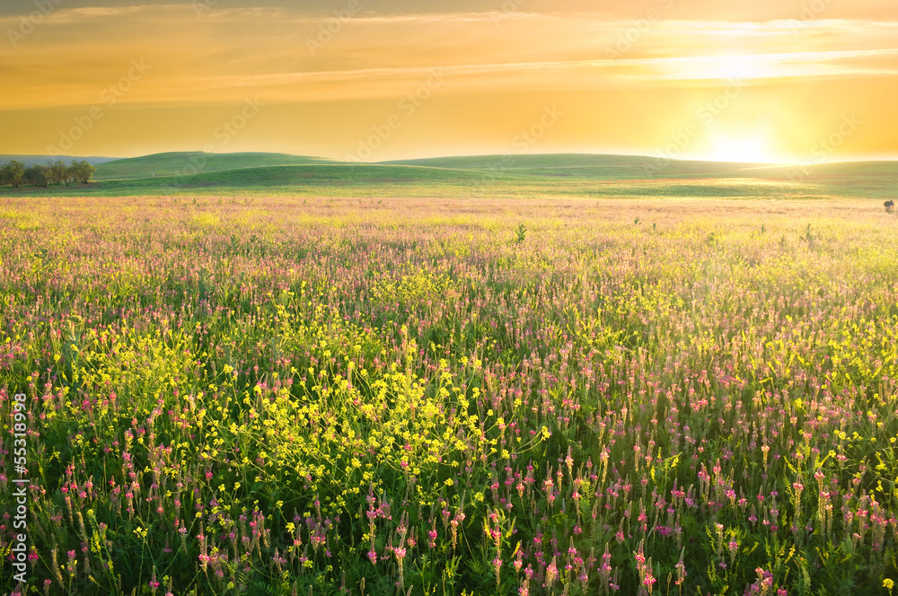 Spring meadow of violet flower. - obrazy, fototapety, plakaty 