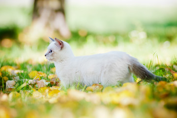 Wall Mural - munchkin kitten walking outdoors