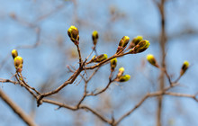 Maple Buds In Spring
