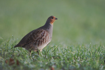 Wall Mural - Grey partridge, Perdix perdix