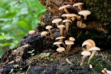 Mushrooms on rotten tree stump