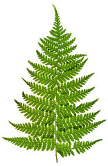 Fototapete - green sprig of fern
