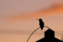 Shadow Silhouette Of Hummingbird Guarding The Feeder At Sunset