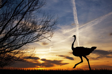 Sticker - Ostrich at sunset