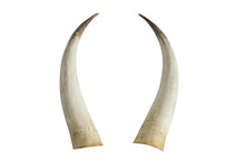 Big Ivory Tusks