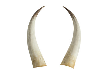 big ivory tusks