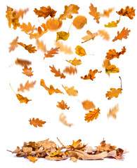 Wall Mural - Oak autumn leaves falling to the ground, white background.