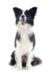 Sticker - border collie