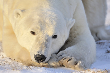 polar bear portrait.