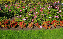 Flowerbed With Geranium Flowers