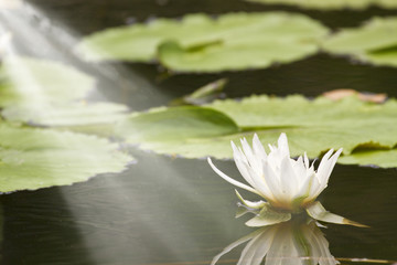 Wall Mural - lotus flower