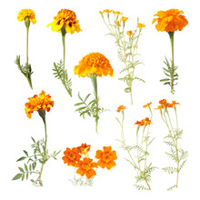 Set Of Different Marigold Flowers Isolated On White
