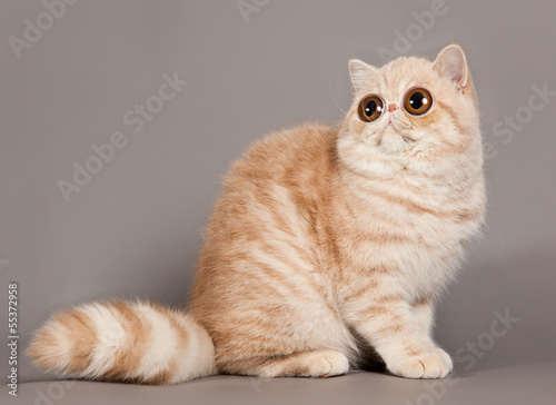 Exotic Shorthair Cat Persian Cat On Grey Background Buy This