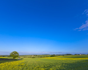 Wall Mural - Oilseed Rape, Canola, Biodiesel Crop